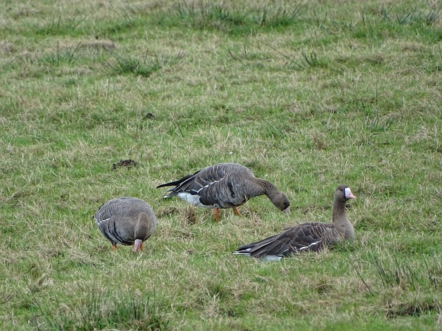 星也曾因十 星也曾因十