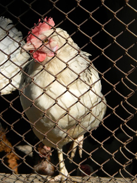 骗案的传闻 骗案的传闻